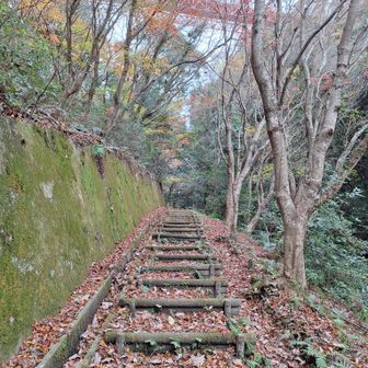 落葉を踏みながら、木の階段を登ってゆく。上には吊り橋が見える。
