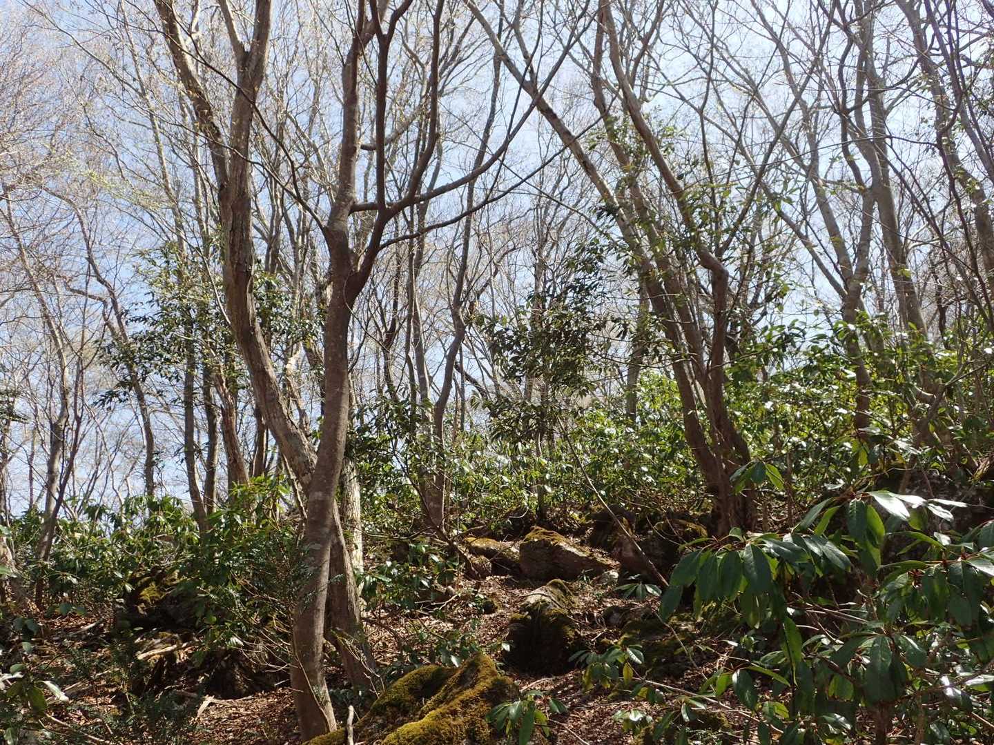 ユズリハが多くなるとまもなく山頂