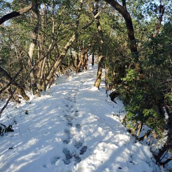 夏には葉が生い茂り強烈な日射を遮つてくれる。