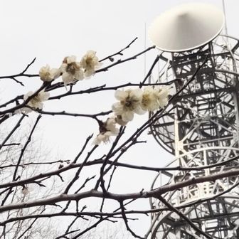 白梅と中継所🗼