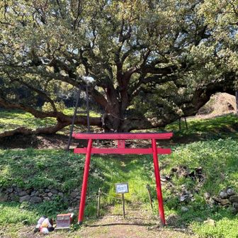 樹齢1200年！！
圧倒的な生命力を感じる