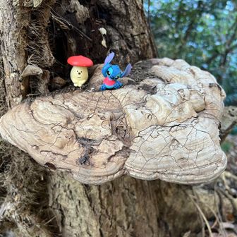 サルノコシカケ？