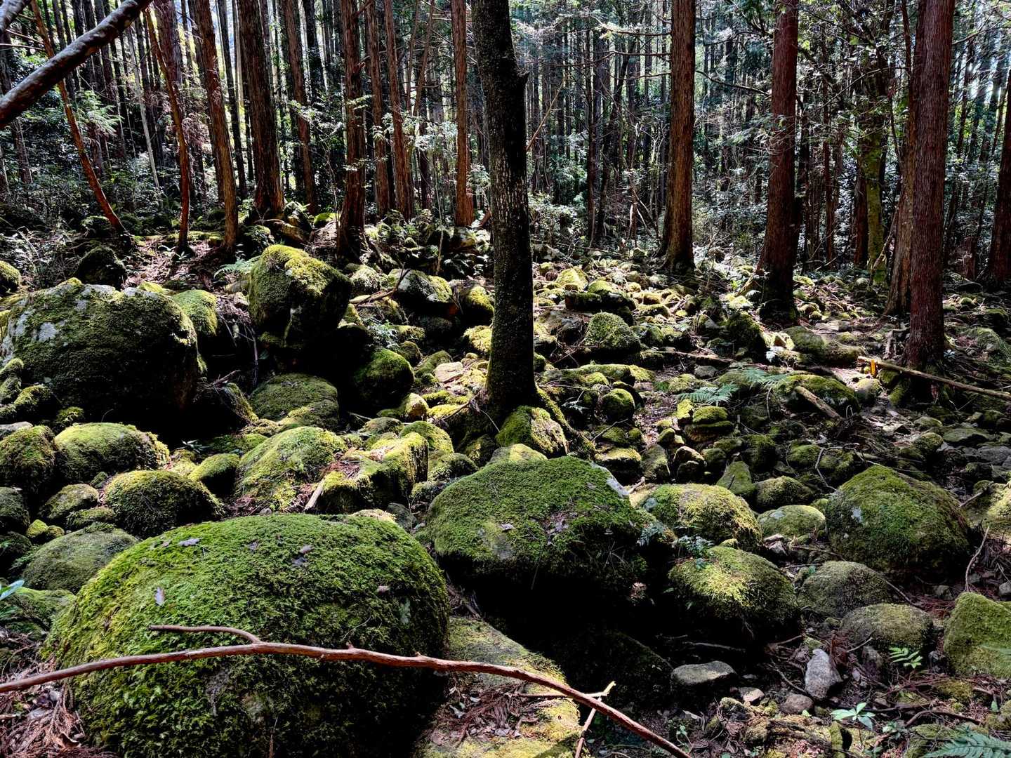 尾鷲は雨量屋久島並だもんねー☂️豪雨地帯なのです、というか台風🌀か
