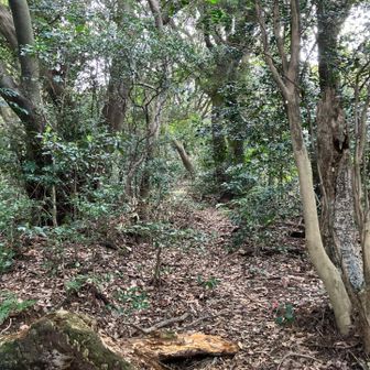 らしい道になってきました💪