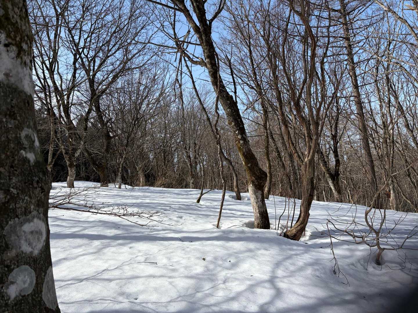 獅子ヶ谷登山口-十方山 往復コースの写真