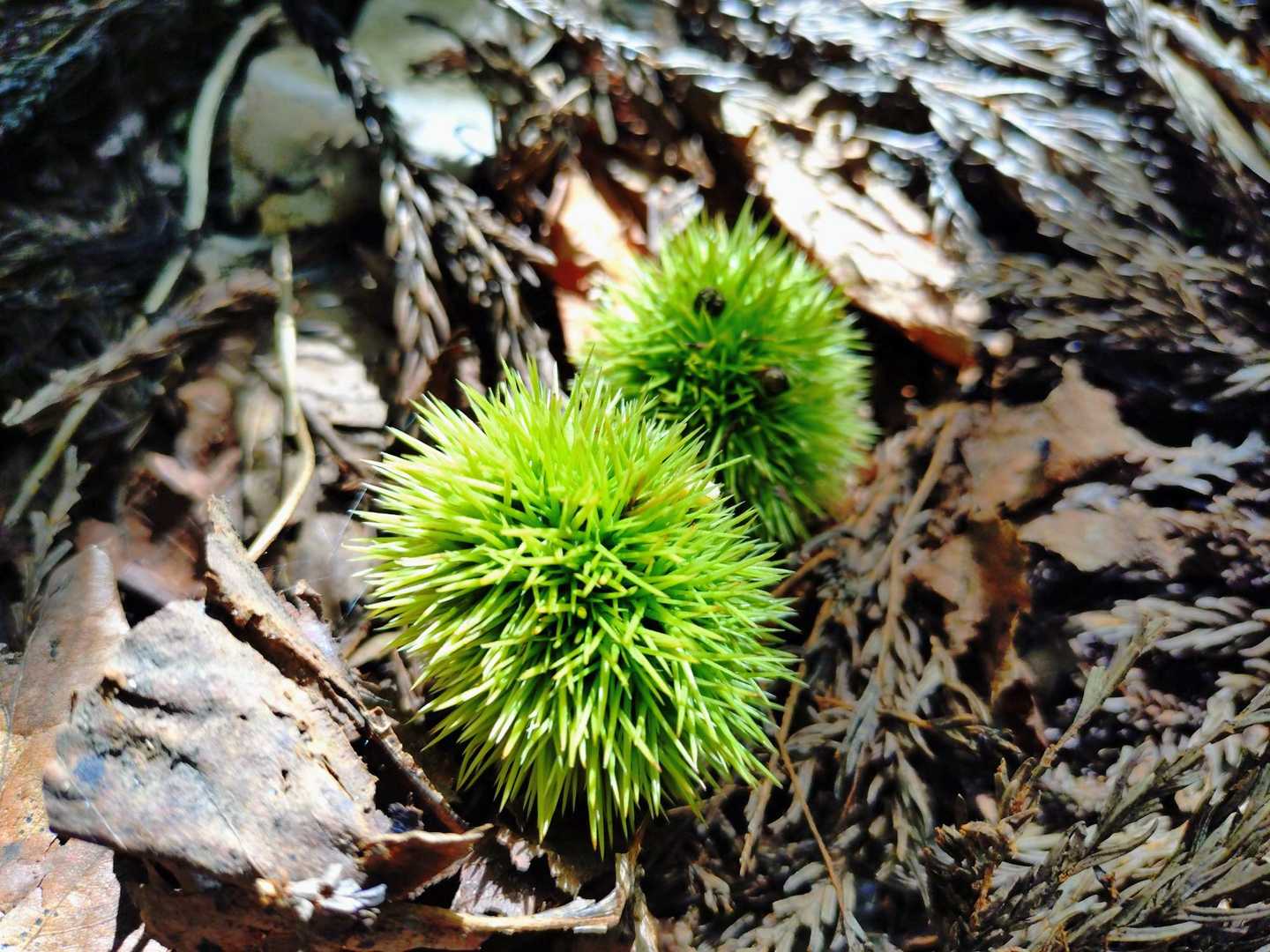もう栗が🌰秋の気配🍂
