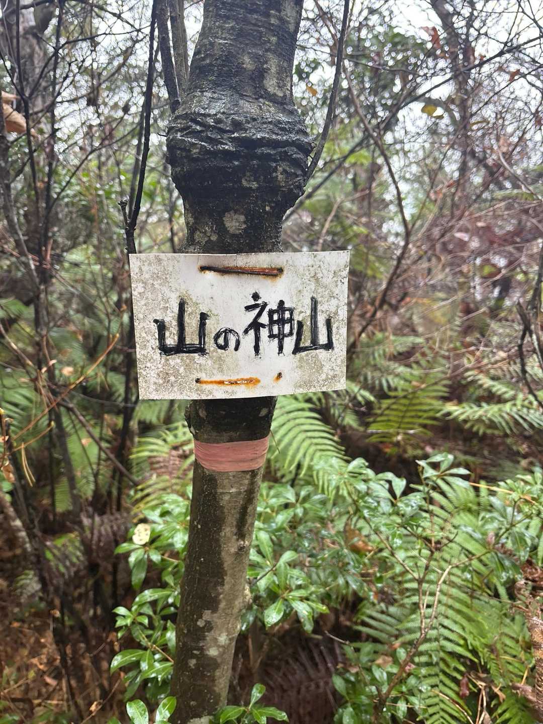 中山-烏帽子岩山-大打山 縦走コースの写真