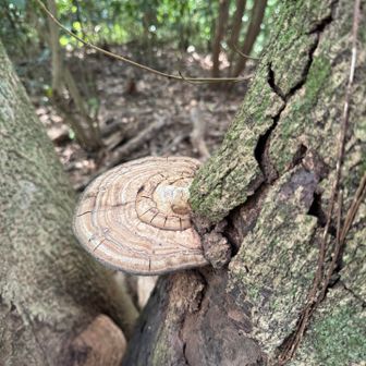 パンチ君のっかっていいよ