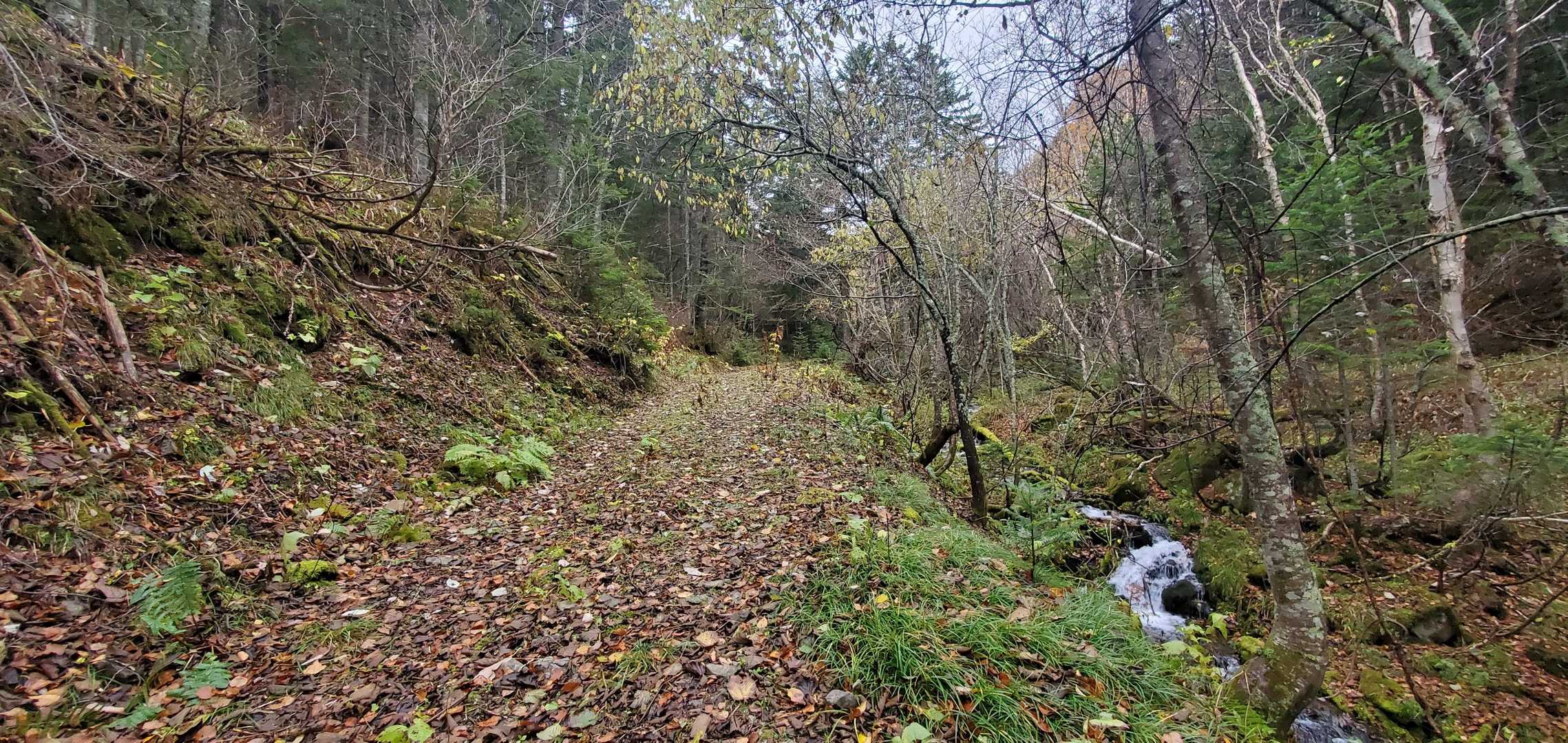林道・登山道の紅葉は終わってました