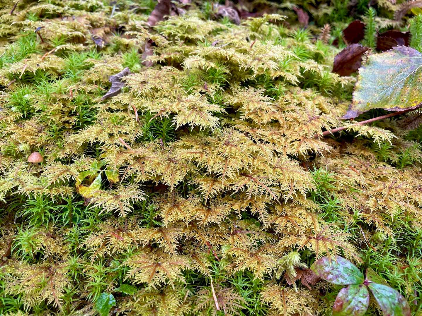 この苔はあまりみないかな🤔
窓ガラスに付いた雪の結晶❄️みたい😌