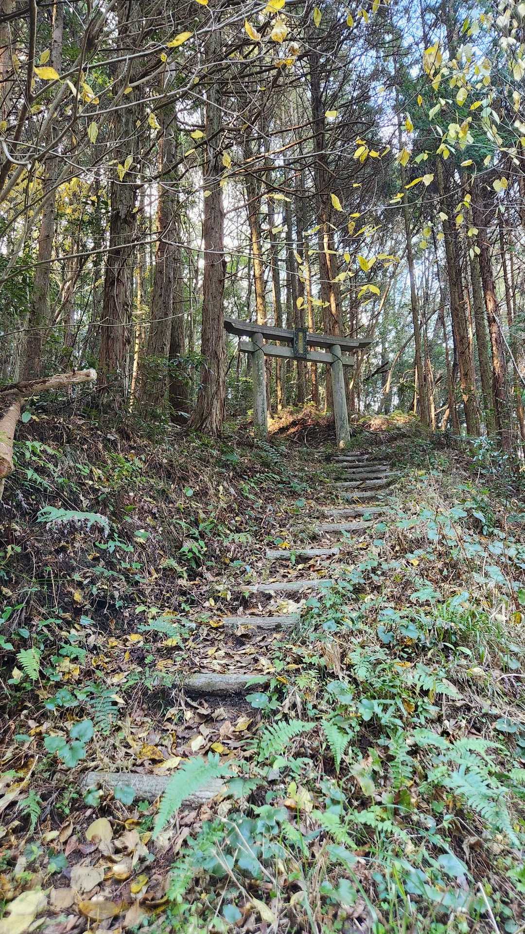 倉岳と違いちゃんと登山道(笑)