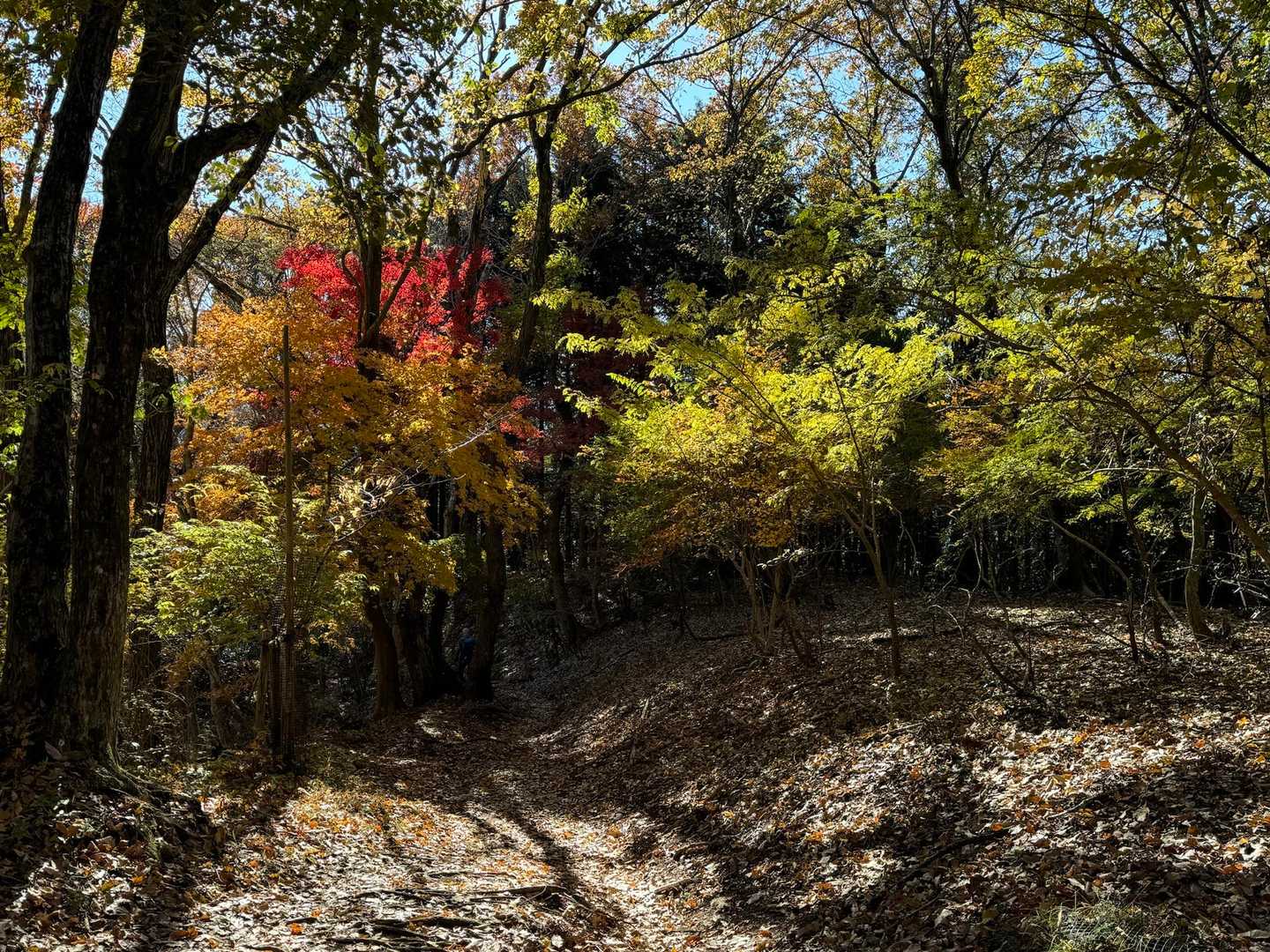大野山 往復コースの写真