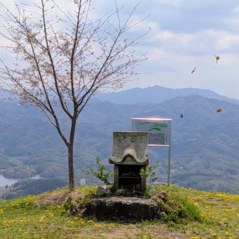 この日はアゲハチョウが10頭くらい乱舞しててなんとか撮れたのがこの４頭🦋🦋🦋🦋