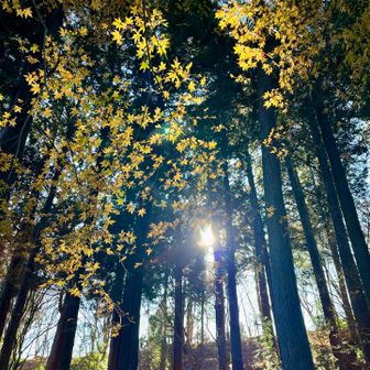 高水山頂は踏まず、巻いて常福院へ。
まだ少し紅葉🍁