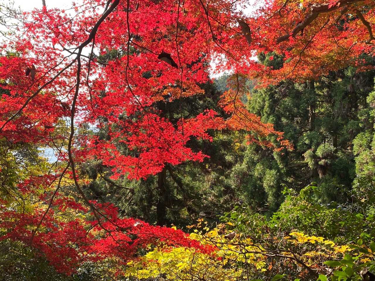 谷汲山華厳寺・妙法ヶ岳 往復コースの写真