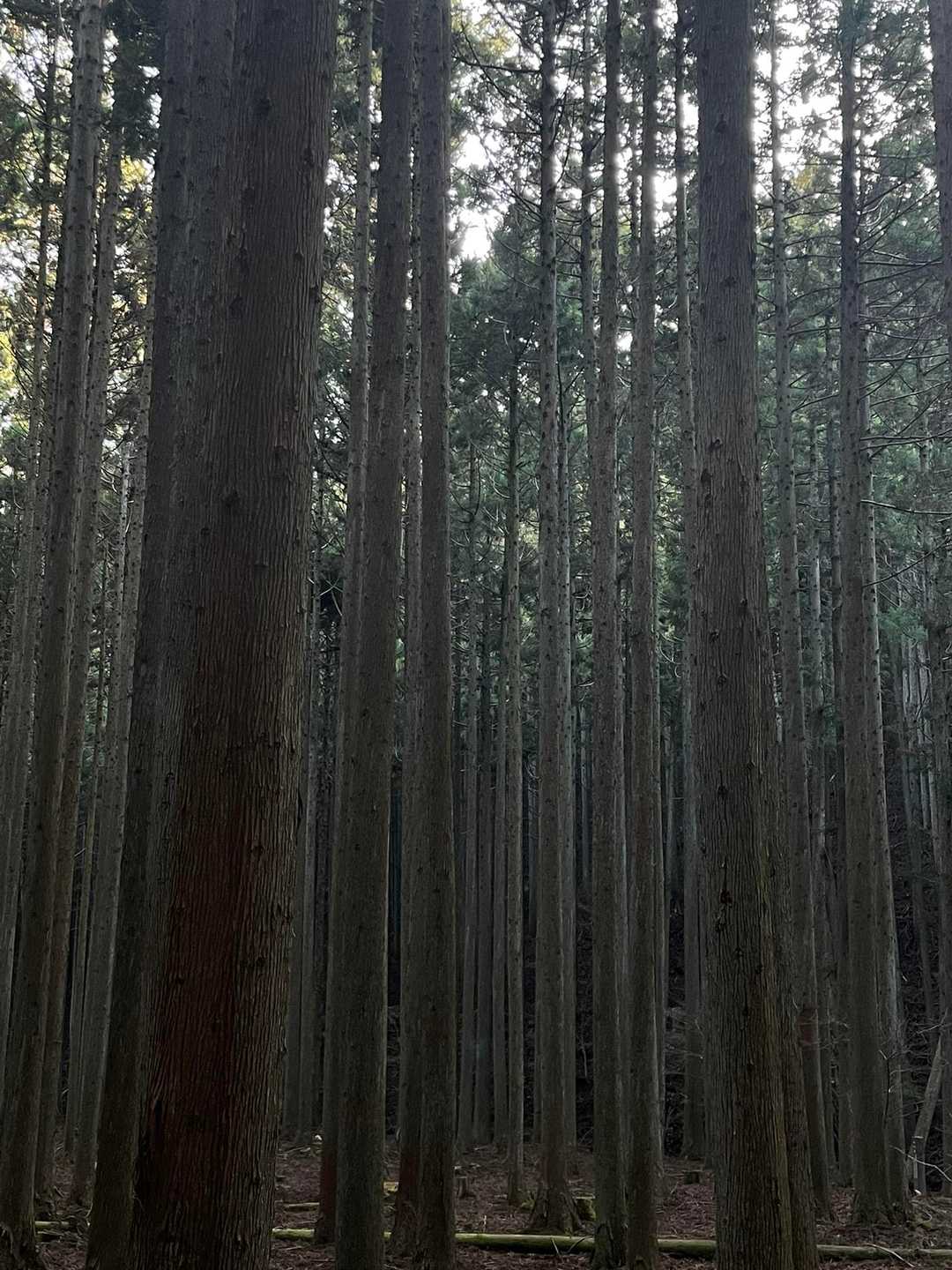 スギ並木
私花粉症