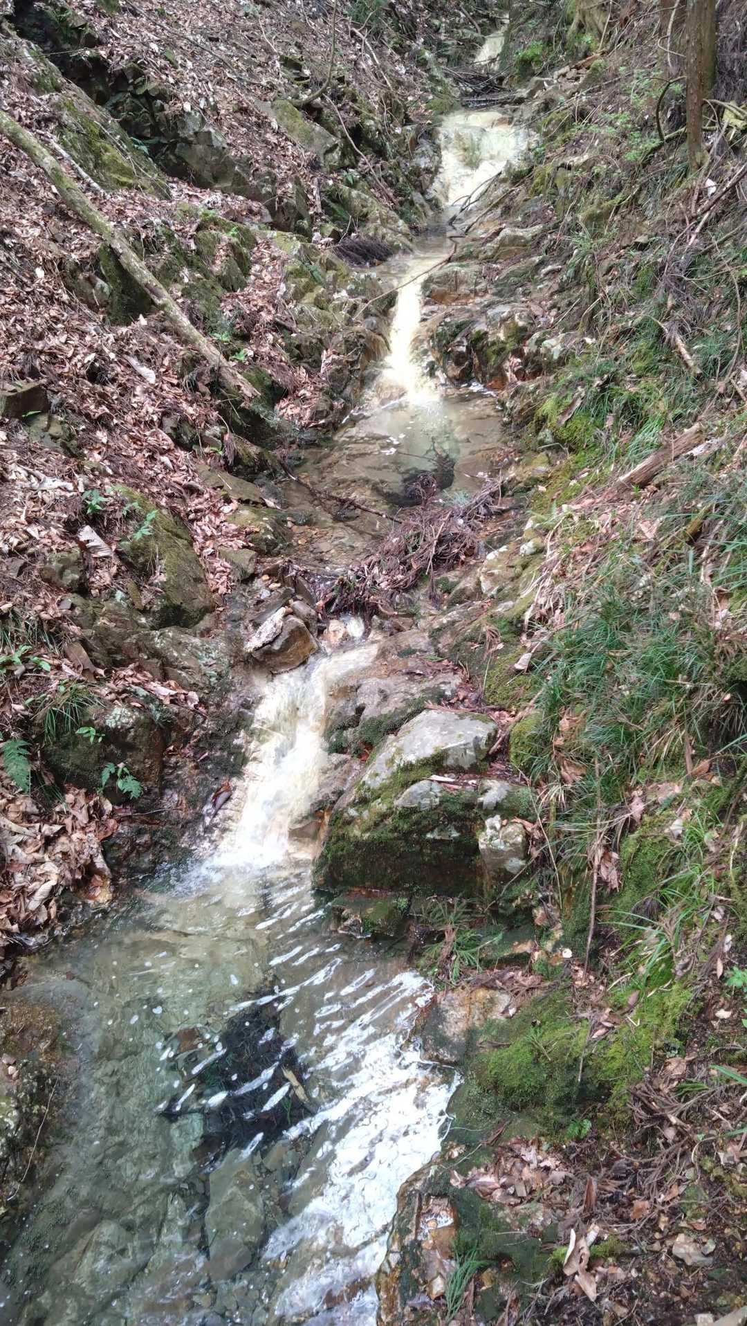 沢を橋で渡り東尾根へ