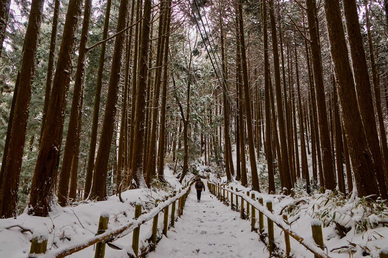 山のおもてなし｜千早本道から登る金剛山王道登山の写真