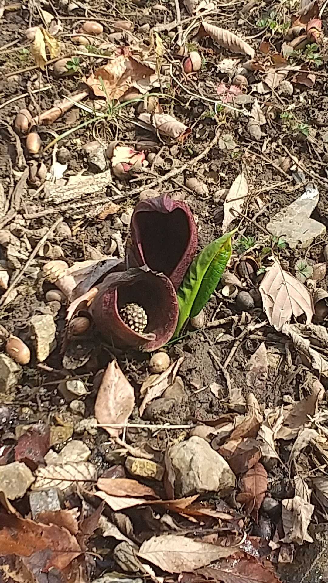 三毳山に登ります。
お出迎えはザゼンソウの花です😊