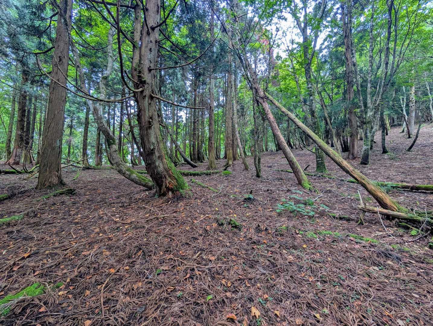 八本越の鞍部箇所に到達✌️
主尾根に乗りました