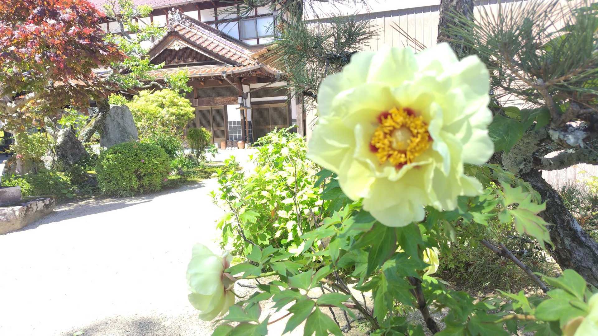 光源寺さんの🌼