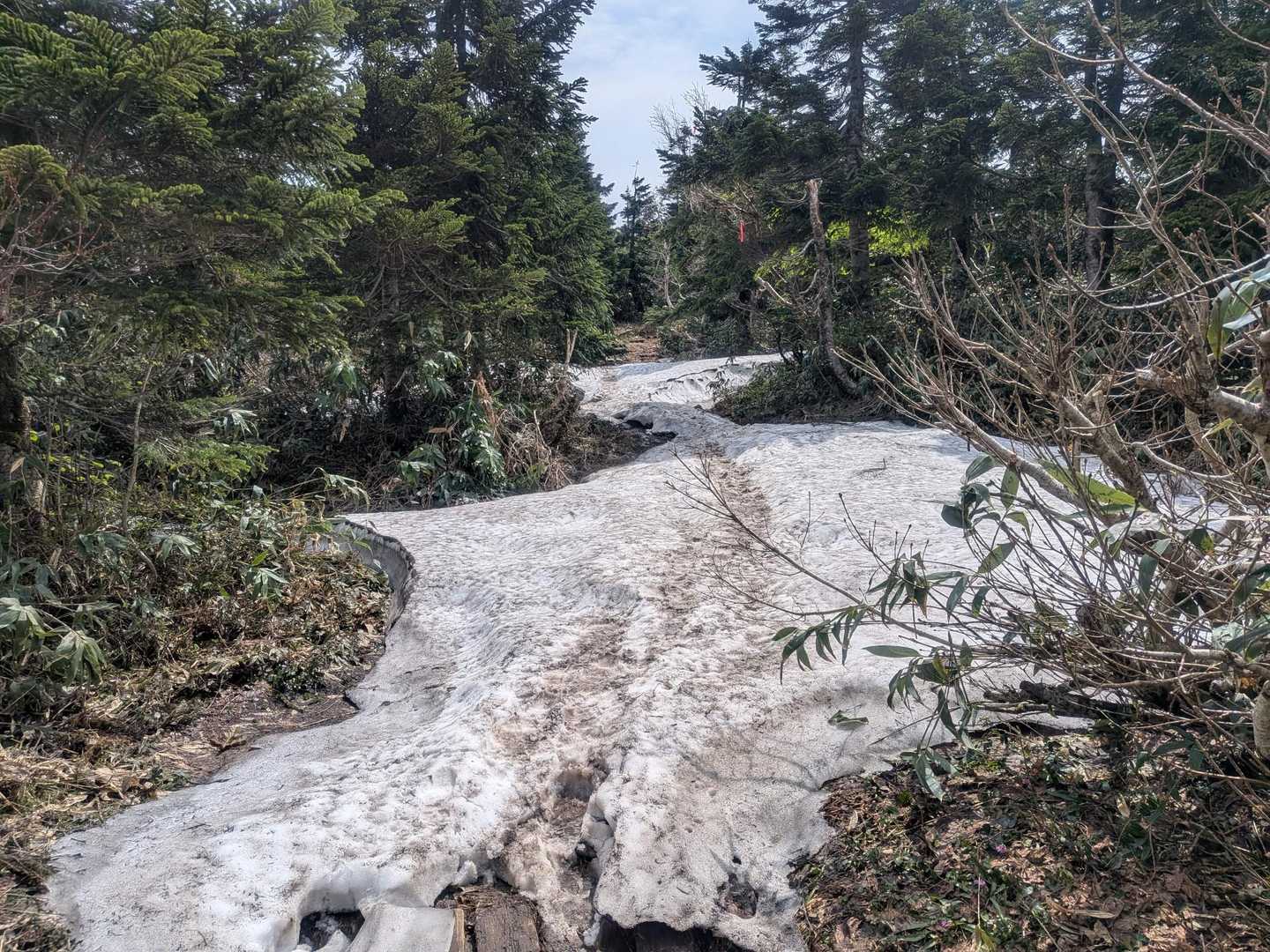 雪渓が出てきましたが、つぼ足でオッケー🆗