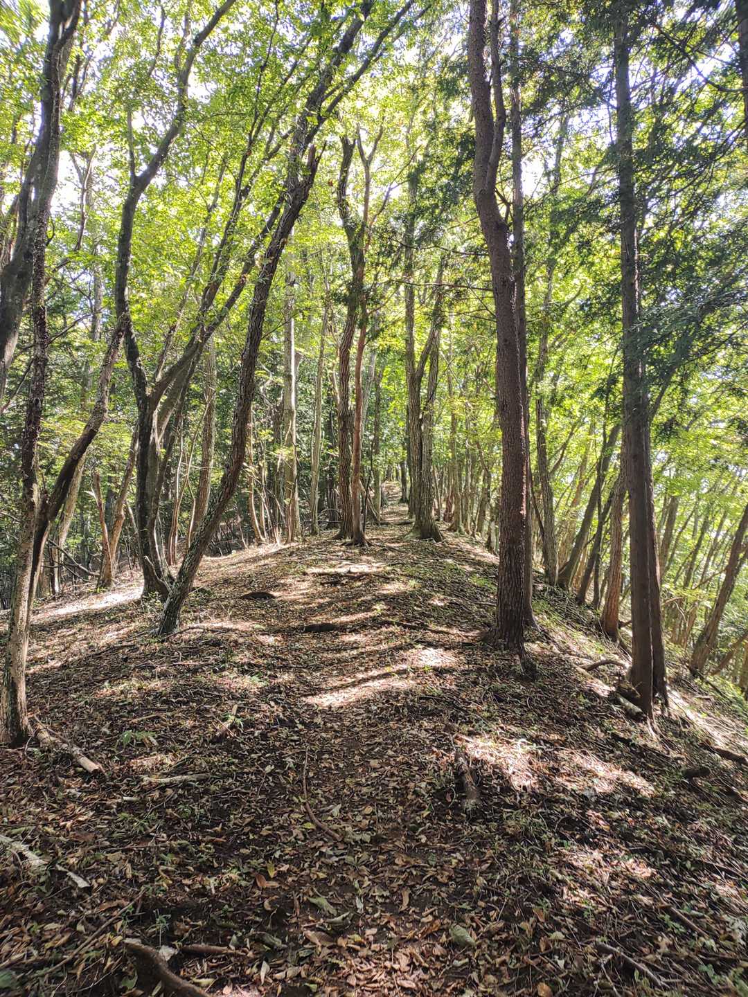 深山橋バス停-ヌカザス山-入小沢ノ峰-三頭山-三頭山-三頭 縦走コースの写真