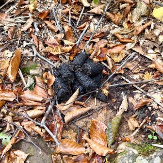ツキノワグマのウンチ💩