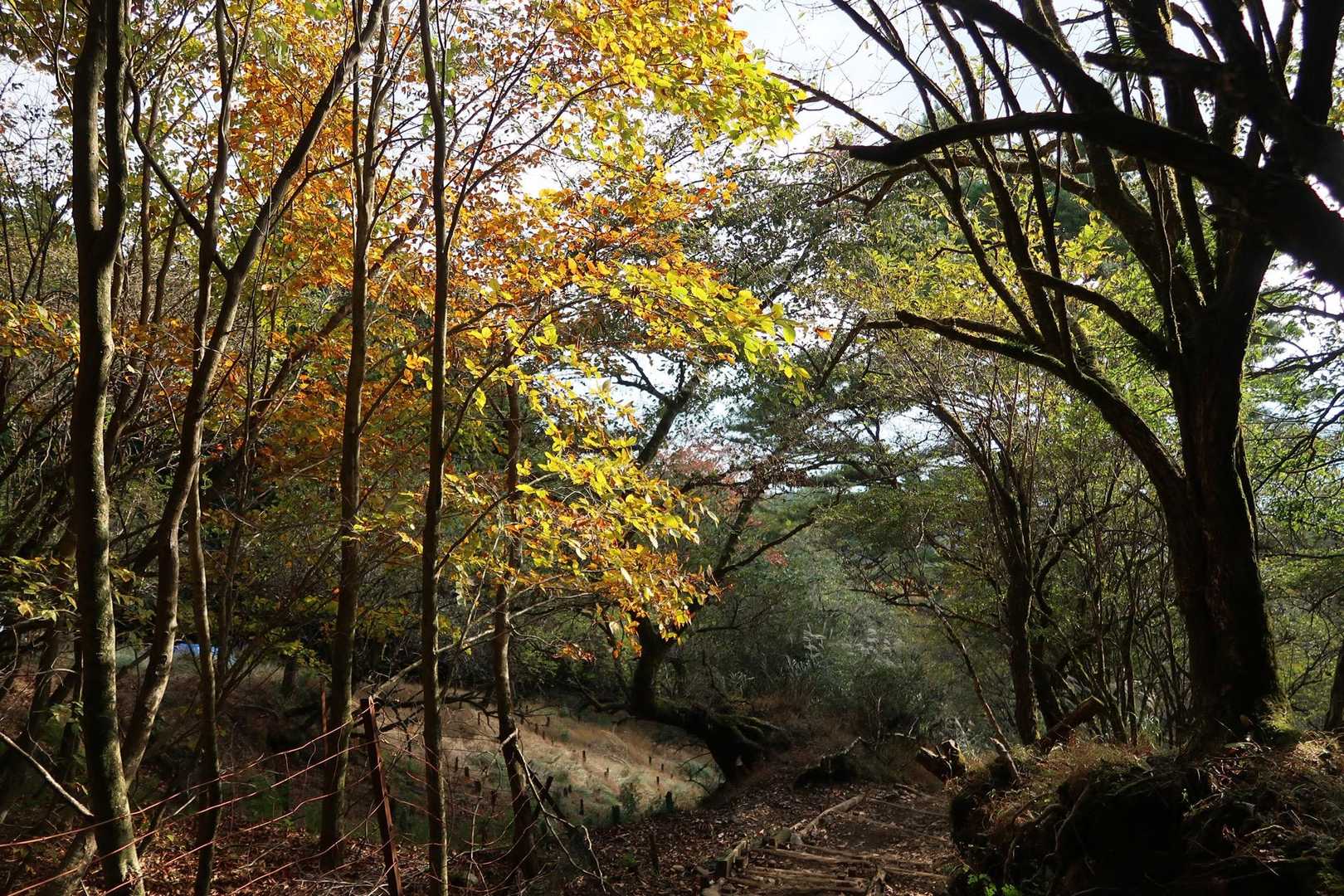 🍁