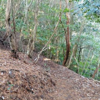 なだらかな道を歩いて行きます。