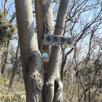 個人的にはこのルートきっての難所と思ってる泰光寺山の階段（今回は下り）