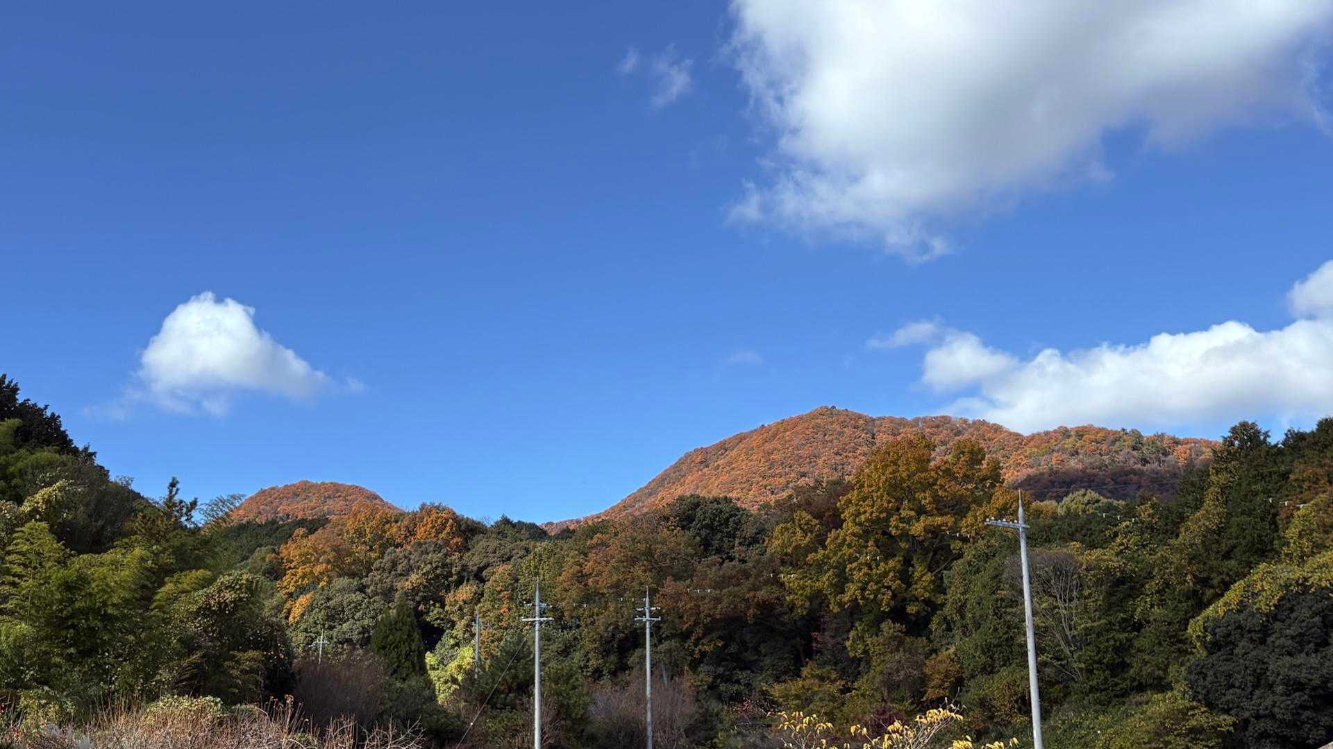 二上山が紅葉🍁してきれいだ✨
緑の二上山しか知らなかった😓
