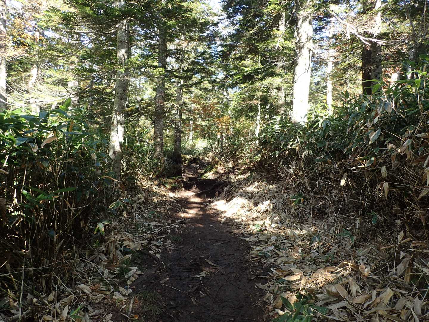 ミノブチ岳から尾瀬沼までの登山道が長い。まず人とほとんどすれ違わない。うっそうとした針葉樹林を淡々と歩く。