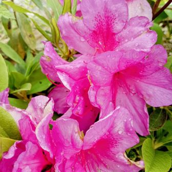 オオムラサキツツジ🌟