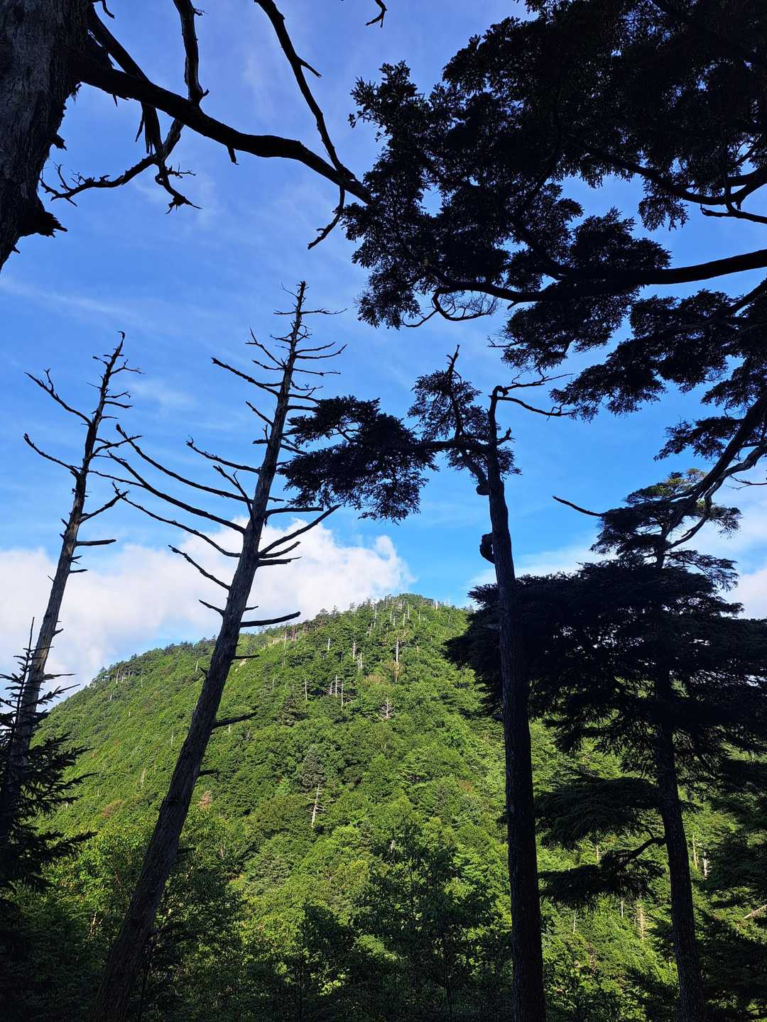 山王帽子山の斜面にも立ち枯れの木々が目立ちます。