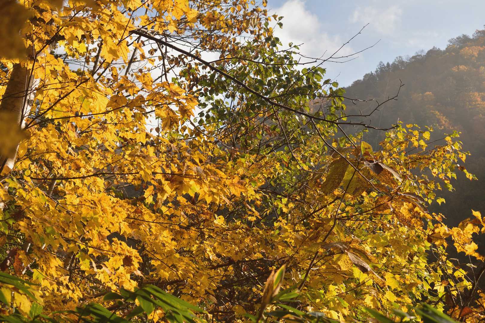 黄色系統の紅葉
晴れて良かった！☀