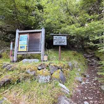 南沢ルートから行くよ〜
みなさんのレポで上がってるホテイランに会えるかなぁ❓
