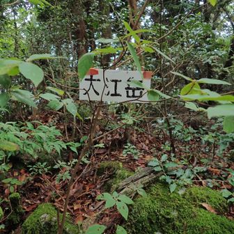 大江岳の頂標