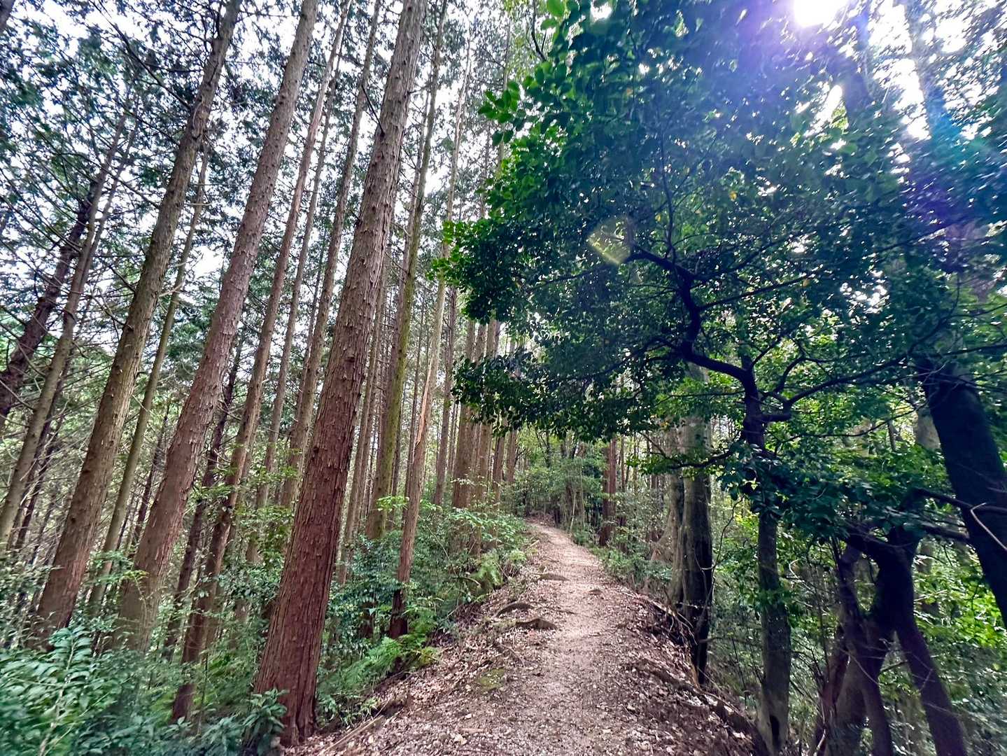 歩きやすい
気持ちいい稜線歩き♪
