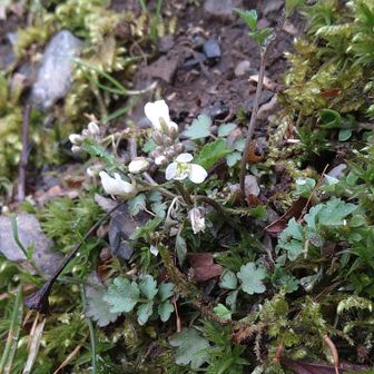 マルバコンロンソウ。タネツケバナかと思ったけど、葉の鋸歯が目立つ。