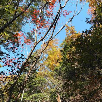 城山への途中の彩