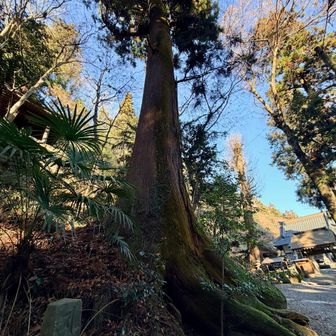 樹齢400年を超える巨杉。
デカい。