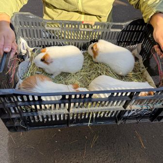 モルモット

夜間や早朝の寒い時間は屋外ではなく室内で過ごしているようです