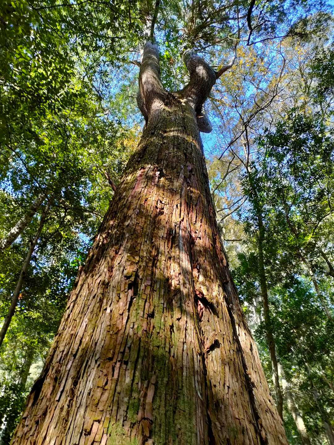 行縢山の登山道には杉の巨木があちらこちらに沢山あります🌲
あえて切らずに守られているのかなぁ？