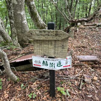 白石山からすぐに根来坂峠到着。鯖街道に合流。