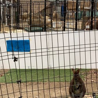 ワラビーと羊がのんびりしてました