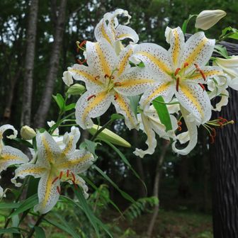 公園の入り口に大きなヤマユリ