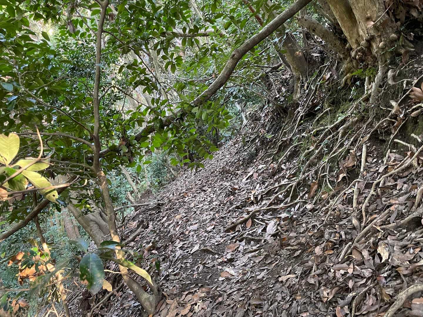 YAMAPでどうにか方向を確認💦
でも斜めの山道はその後もしばらく続き、さらに倒木で阻まれた道まであり。。💦
