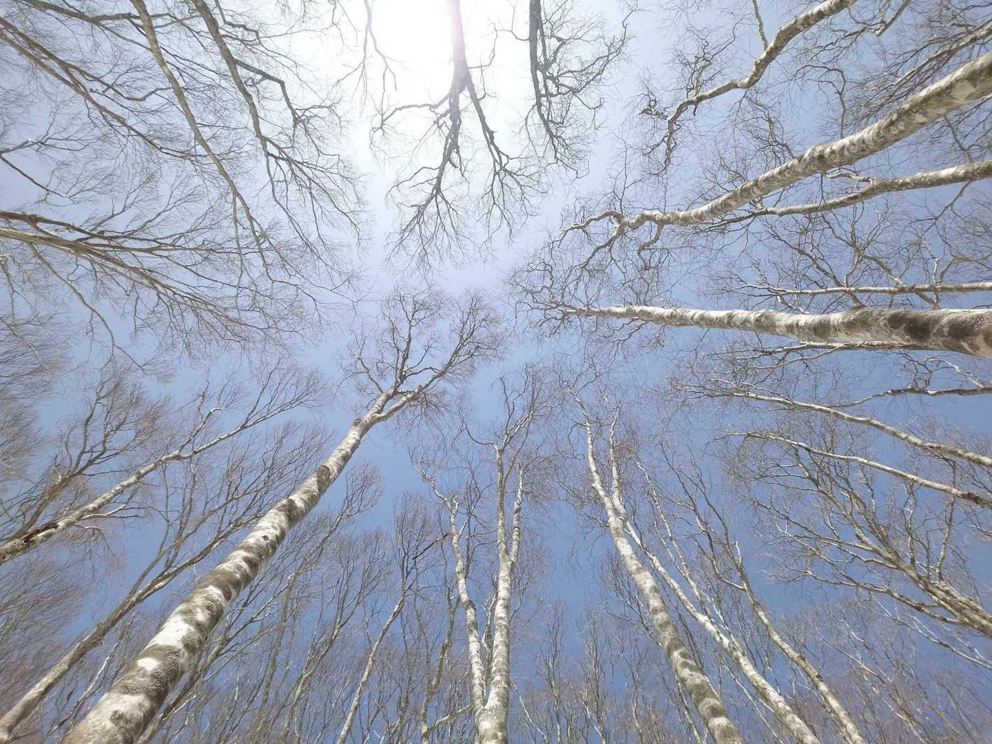 ブナの木と青空のコラボ✨