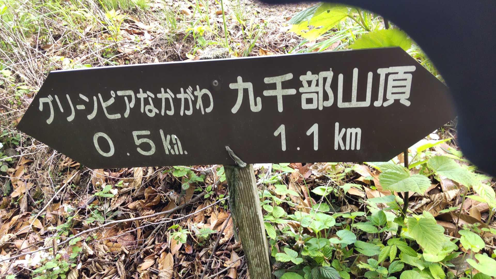 今さっきのカーブミラーの直ぐ左から入ったらここに出てくるはずだったみたい。暫く林道と登山道が交差してた。ギリギリまで林道行く。大きな蜂が一匹飛んでいて緊張したー😰